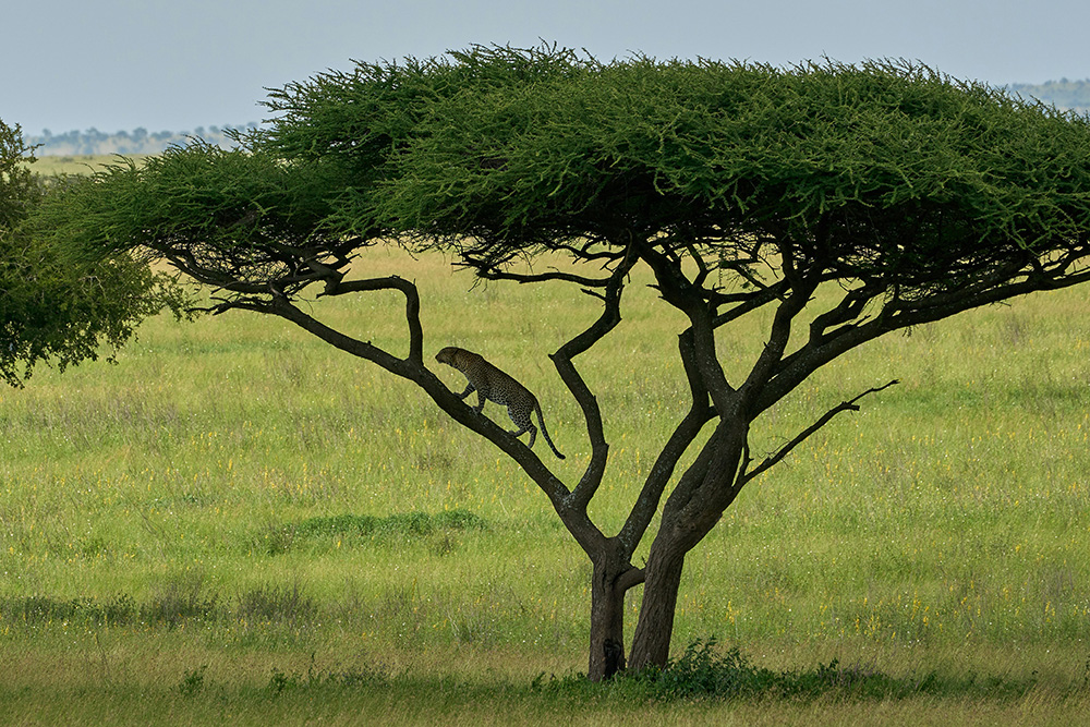Cycling Safaris