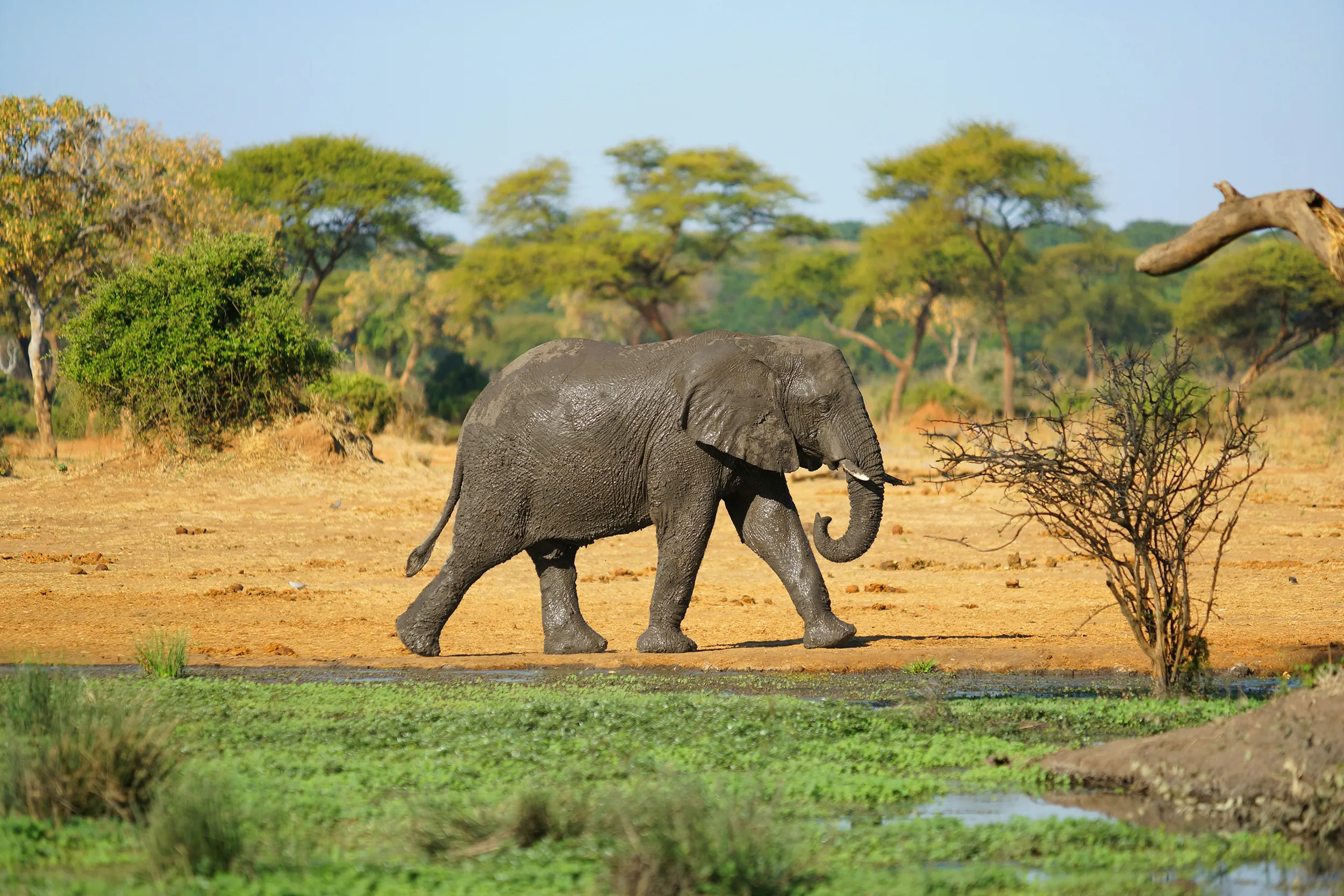 African elephant in the wild safari landscape of National Park, South Africa