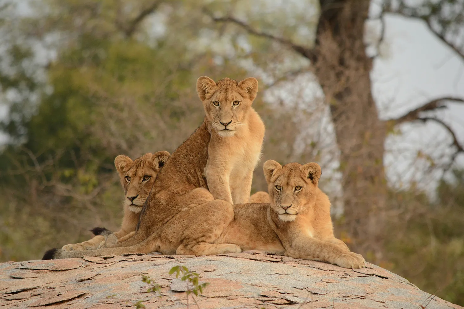 Lions resting in the African savannah, National Park, South Africa